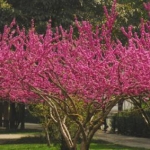 绿化灌木栽植施工